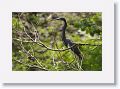 Tri-color Heron.